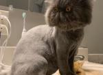 Blue Smokey Robinson - Persian Cat For Sale - Clay&comma; PA&comma; US
