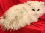 Silver male standard - Minuet Cat For Sale - Columbia&comma; MO&comma; US