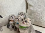 Grey Scottish Fold - Scottish Fold Cat For Sale - Schaumburg&comma; IL&comma; US