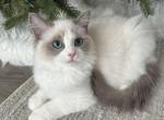Rory orang C Hold - Ragdoll Cat For Sale - NC&comma; US