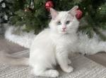 Romeo brown C - Ragdoll Cat For Sale - NC&comma; US