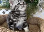 Toby - British Shorthair Cat For Sale - Battle Ground&comma; WA&comma; US