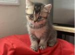 Sammy - Scottish Straight Cat For Sale - Brooklyn&comma; NY&comma; US