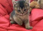 Sam - Scottish Straight Cat For Sale - New York&comma; NY&comma; US