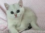 Tornado - British Shorthair Cat For Sale - New York&comma; NY&comma; US