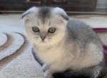 Ronny - Scottish Fold Cat For Sale - New York&comma; NY&comma; US