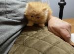 CFA Registered Persian Kittens - Persian Cat For Sale - Conyers&comma; GA&comma; US