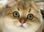 Ty Scottish Fold Golden Shaded Boy - Scottish Fold Cat For Sale - Odessa&comma; FL&comma; US
