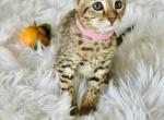 Pink - Savannah Cat For Sale - Bradenton&comma; FL&comma; US