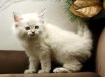 Klara of RomanovCats - Siberian Cat For Sale - Ashburn&comma; VA&comma; US