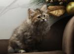 Katarina of RomanovCats - Siberian Cat For Sale - Ashburn&comma; VA&comma; US