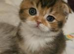 Melanie - Scottish Fold Cat For Sale - New York&comma; NY&comma; US