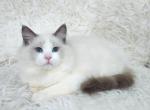 Maks - Ragdoll Cat For Sale - Pembroke Pines&comma; FL&comma; US