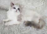Olli - Ragdoll Cat For Sale - Pembroke Pines&comma; FL&comma; US
