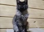 Ilyusha - Maine Coon Cat For Sale - Hollywood&comma; FL&comma; US