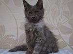 Mambo - Maine Coon Cat For Sale - Hollywood&comma; FL&comma; US