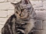Manyasha - Scottish Straight Cat For Sale - Hollywood&comma; FL&comma; US