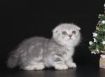 Fima - Munchkin Cat For Sale - Pembroke Pines&comma; FL&comma; US