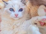 Holly - Ragdoll Cat For Sale - Irvine&comma; CA&comma; US