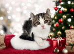 Mia - American Curl Cat For Sale - Neosho&comma; MO&comma; US