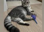 Blue tabby Scottish straight - Scottish Fold Cat For Sale - Tukwila&comma; WA&comma; US