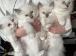 AVAILABLE DEC  16th - Ragdoll Cat For Sale - Front Royal&comma; VA&comma; US
