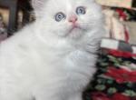 Spruce Blue bicolor male - Ragdoll Cat For Sale - Front Royal&comma; VA&comma; US