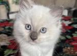 Mistletoe Mitted Blue Point - Ragdoll Cat For Sale - Front Royal&comma; VA&comma; US