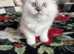 Noel Mitted Blue Point female - Ragdoll Cat For Sale - Front Royal&comma; VA&comma; US