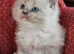 Blue mitted mink - Ragdoll Cat For Sale - Farmville&comma; VA&comma; US