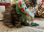Prissy - Persian Cat For Sale - Spring&comma; TX&comma; US