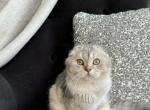 Scottish Fold Silver Chinchilla Kitten - Scottish Fold Cat For Sale - Thornton&comma; CO&comma; US