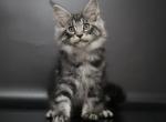 Monaco - Maine Coon Cat For Sale - Hollywood&comma; FL&comma; US