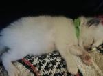 On hold Green collar Kats ravishing ragdolls - Ragdoll Cat For Sale - Lancaster&comma; PA&comma; US