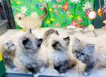 Ragamuffins of OREO & WOOLY - Ragamuffin Cat For Sale - Lafayette, LA, US