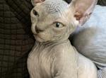 Luna - Sphynx Cat For Sale - Palmyra&comma; PA&comma; US