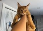 Carrot - Maine Coon Cat For Sale - Hollywood&comma; FL&comma; US