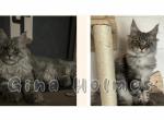 July7th - Maine Coon Cat For Sale - Waxahachie&comma; TX&comma; US