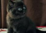 Lanys - British Shorthair Cat For Sale - Hollywood&comma; FL&comma; US