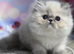 Glasha - Persian Cat For Sale - Pembroke Pines&comma; FL&comma; US