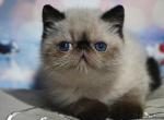 Garfild - Exotic Cat For Sale - Pembroke Pines&comma; FL&comma; US