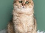 Vasilissa golden cat - Scottish Straight Cat For Sale/Service - Cathlamet&comma; WA&comma; US