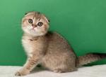 Caramel Ticked Girl - Scottish Fold Cat For Sale - Cathlamet&comma; WA&comma; US