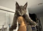Bear - Maine Coon Cat For Sale - Hollywood&comma; FL&comma; US
