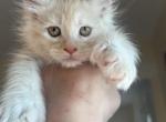 Sloan - Maine Coon Cat For Sale - Wrightstown&comma; NJ&comma; US