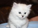 Ivory - Ragdoll Cat For Sale - Bethesda&comma; MD&comma; US