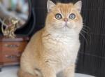 Oscar - British Shorthair Cat For Sale - Hollywood&comma; FL&comma; US