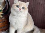 Platon - British Shorthair Cat For Sale - Hollywood&comma; FL&comma; US
