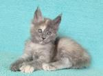 Nancy - Maine Coon Cat For Sale - Hollywood&comma; FL&comma; US
