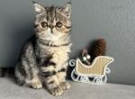 Agnes - Exotic Cat For Sale - Vancouver&comma; WA&comma; US